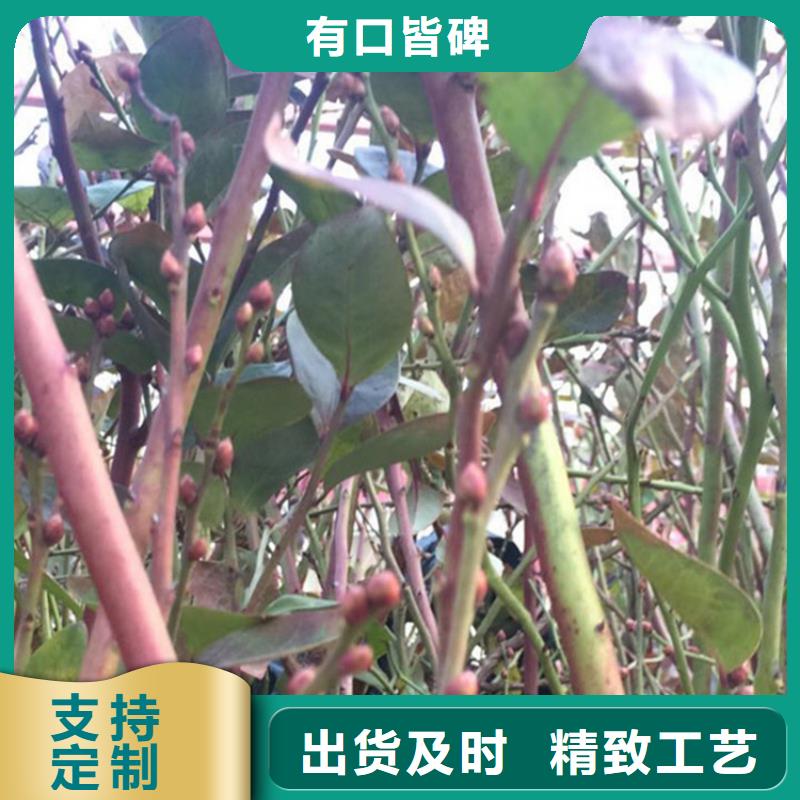 蓝莓苗-苹果苗订制批发