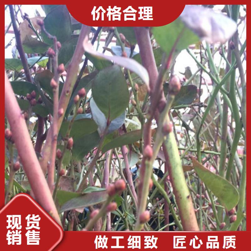 L25蓝莓苗根系发达