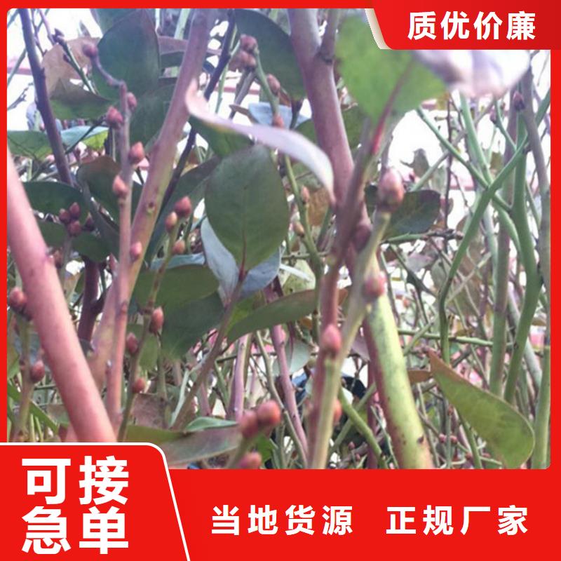 蓝莓苗【苹果苗】款式新颖