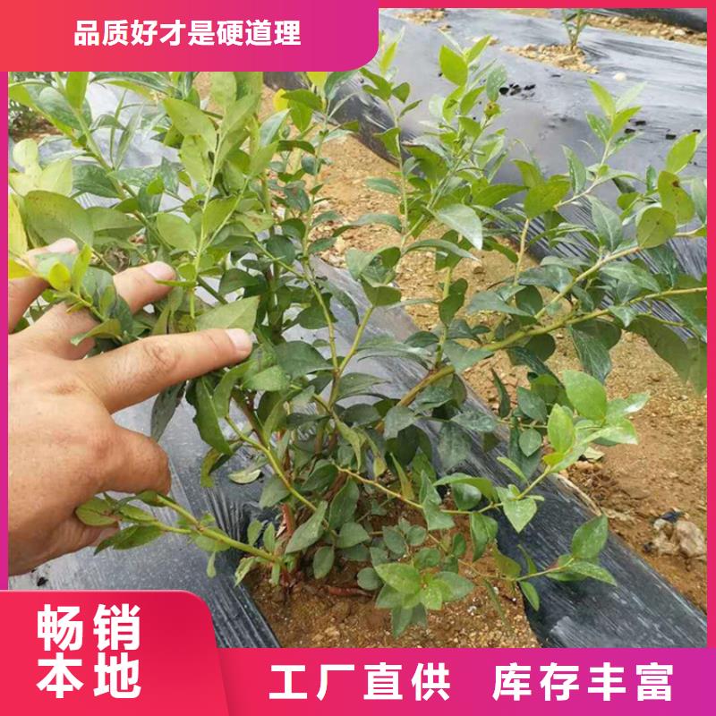 蓝莓树苗什么品种好