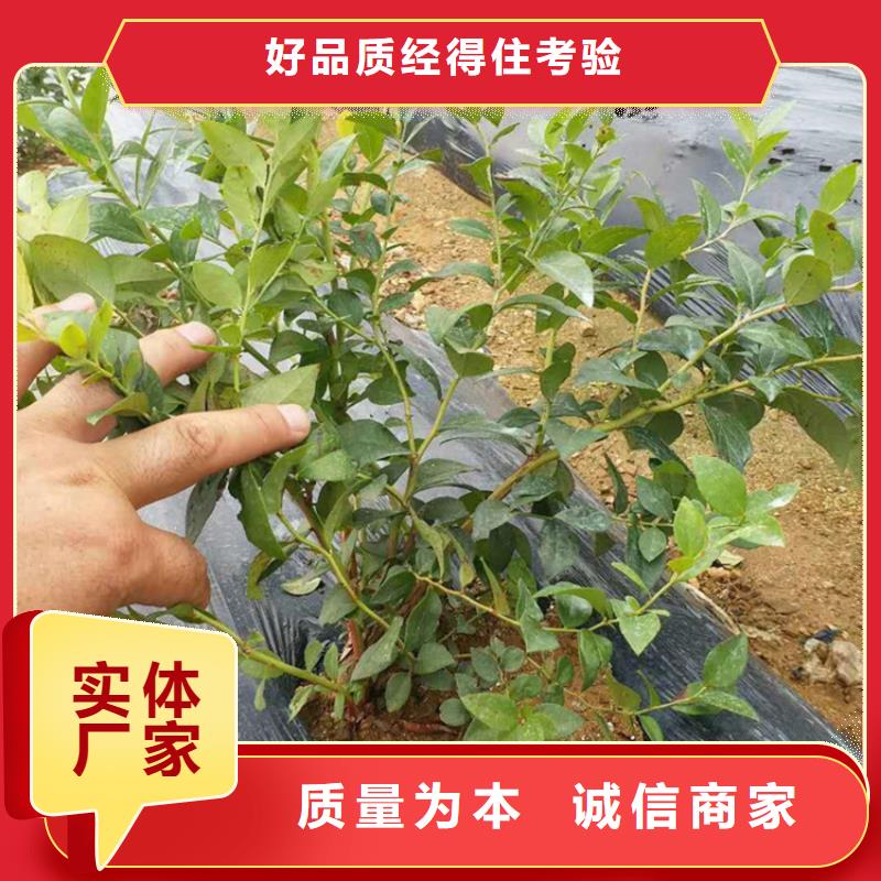 【蓝莓苗,李树苗优质原料】