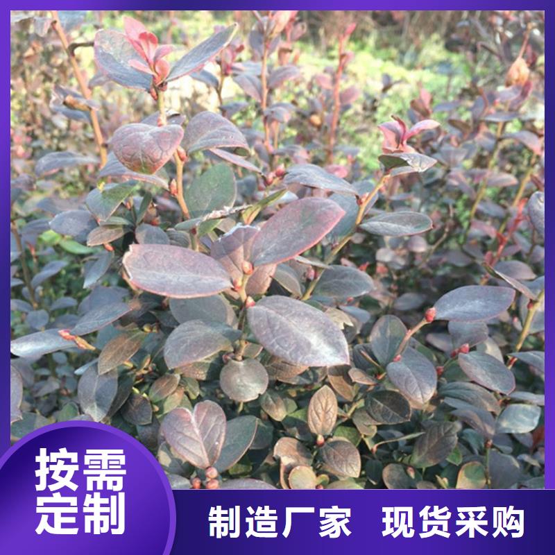 蓝莓苗苹果苗敢与同行比质量