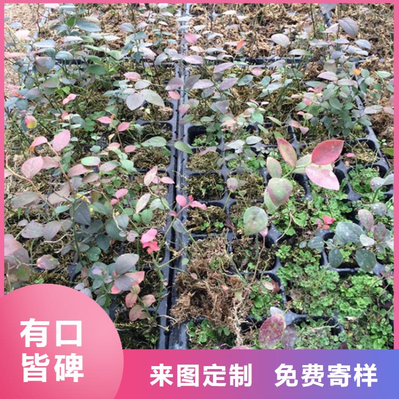 蓝莓苗_苹果苗定金锁价