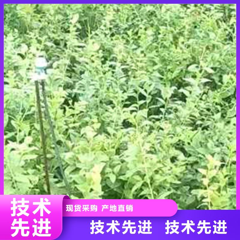 L25蓝莓苗根系发达