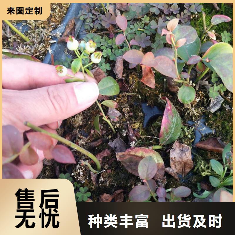 结果蓝莓树批发零售