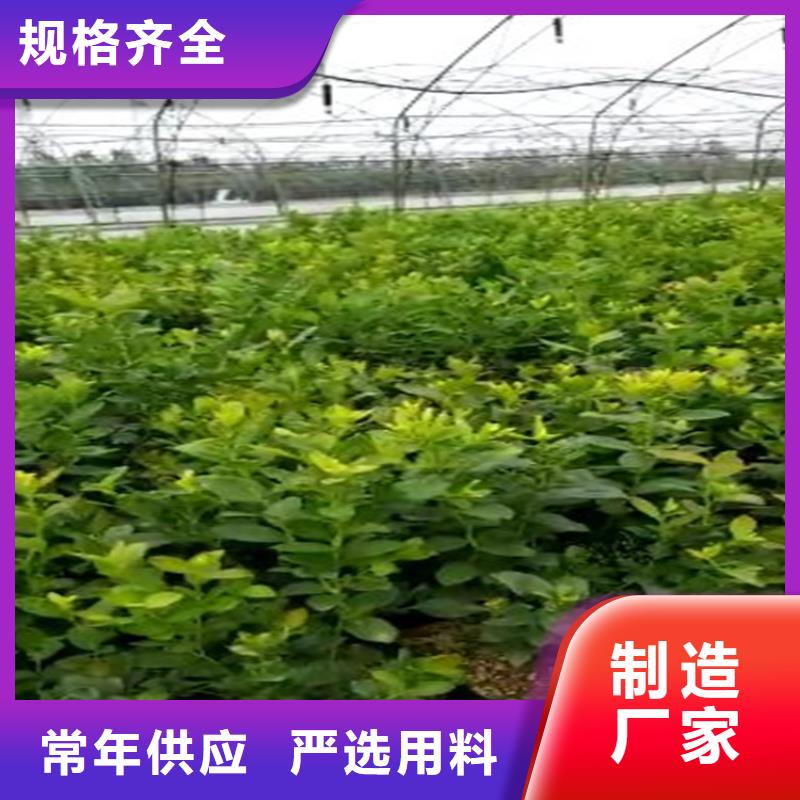 组培蓝莓苗大棚种植