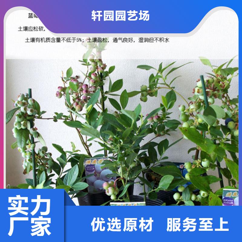 批发【轩园】蓝莓苗 桃树苗优质材料厂家直销