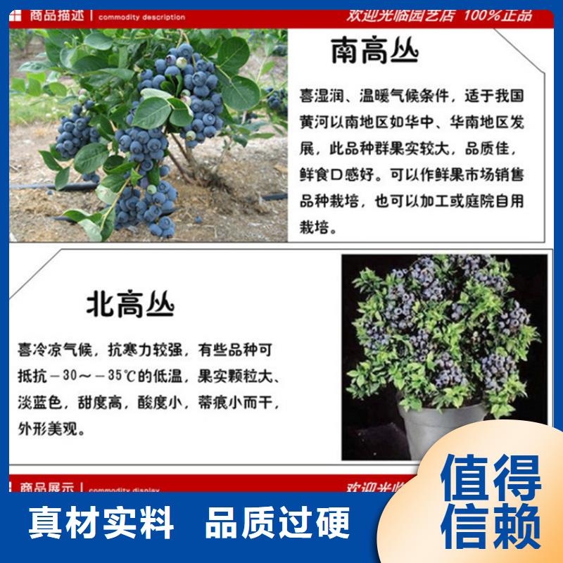 蓝莓树苗成活率高