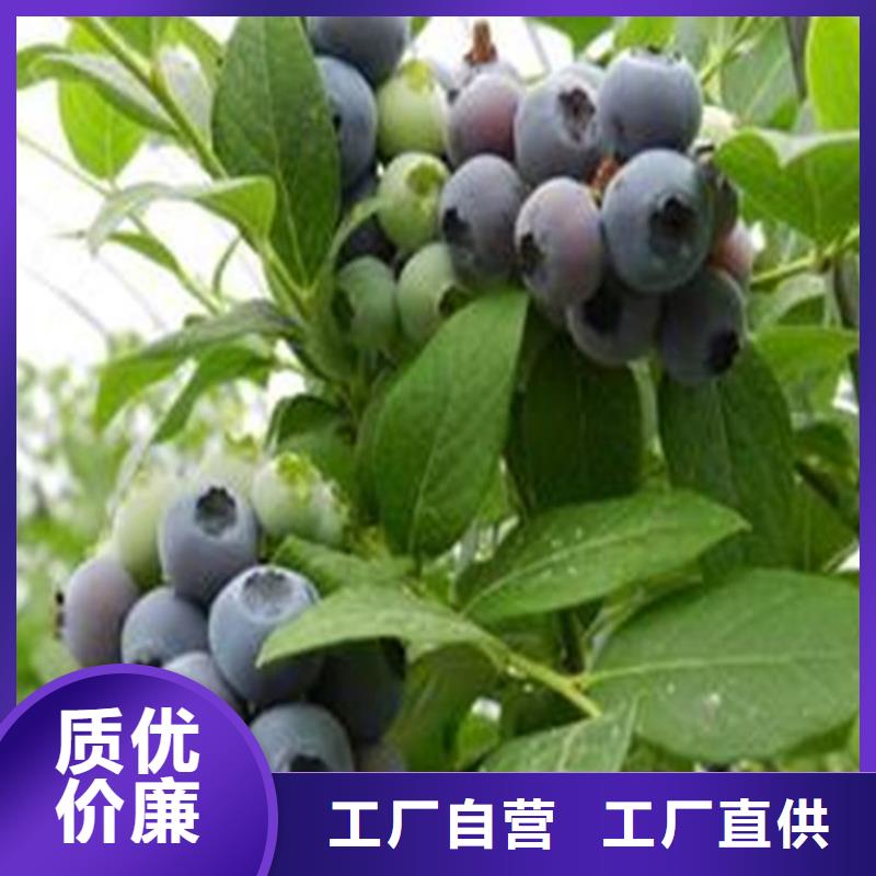 蓝莓苗露天种植
