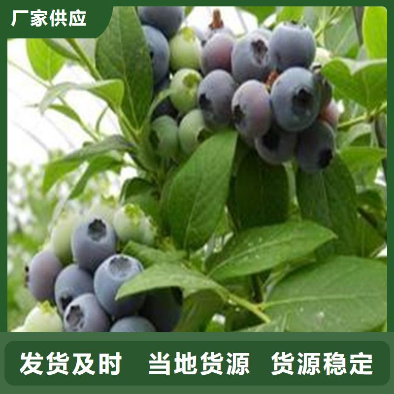 当地[轩园]蓝莓苗桃树苗行业优选