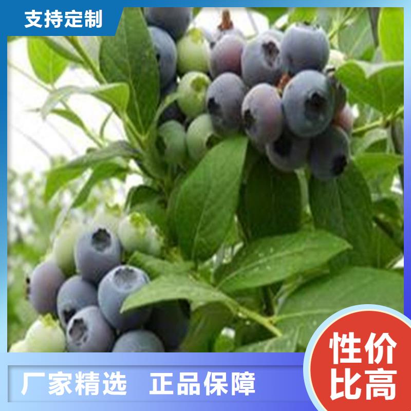 蓝莓苗北美冬青推荐厂家