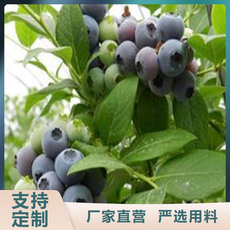 蓝莓新奇品种