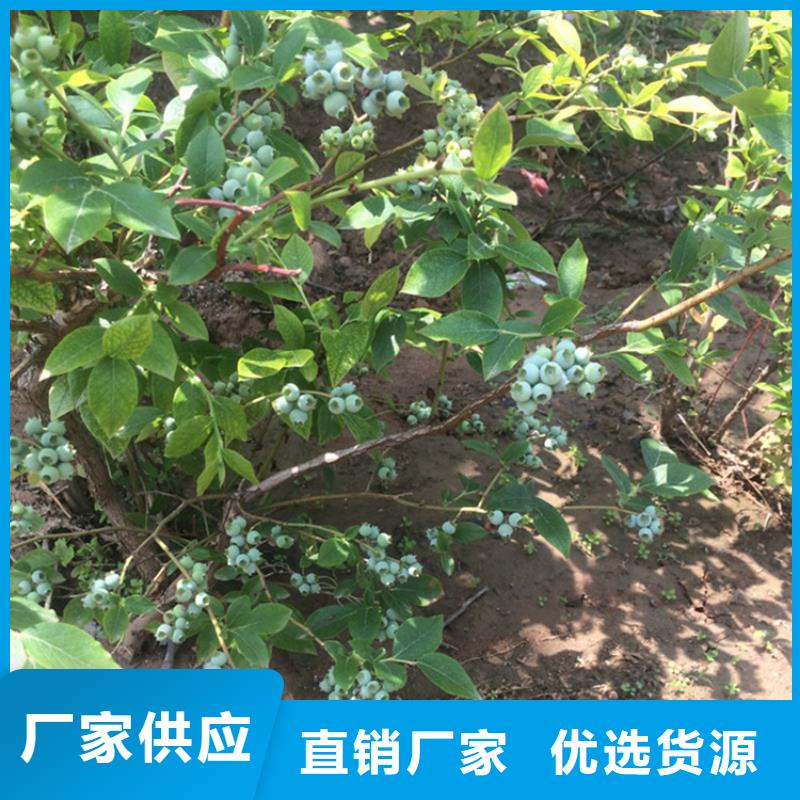 批发【轩园】蓝莓苗 桃树苗优质材料厂家直销