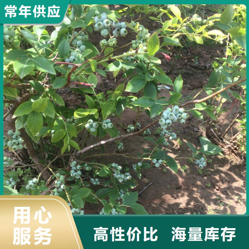 蓝莓苗新品种