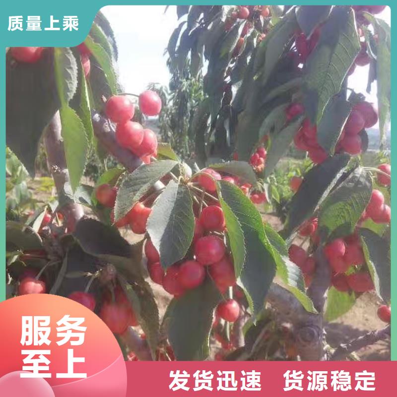 樱桃梨树苗优势