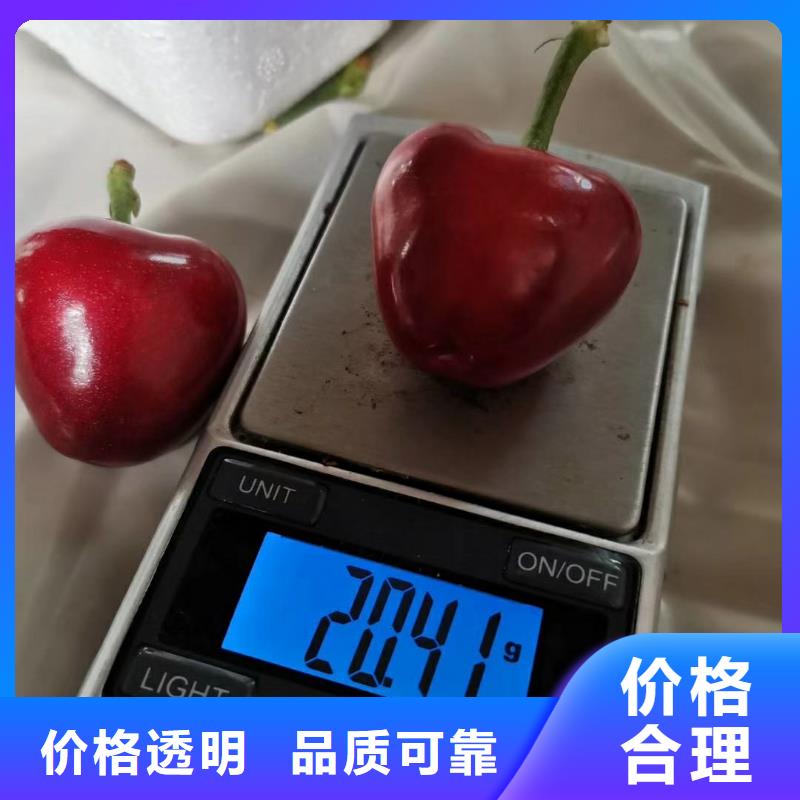 一根棍樱桃树苗量多优惠