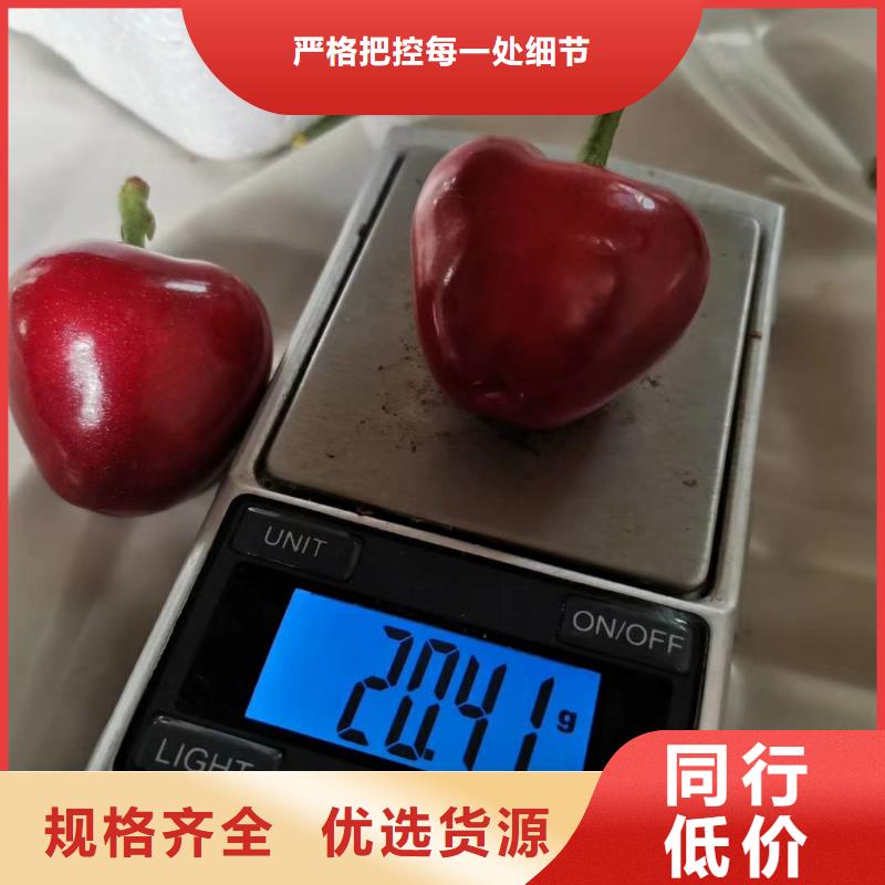 樱桃桃树苗专业设计