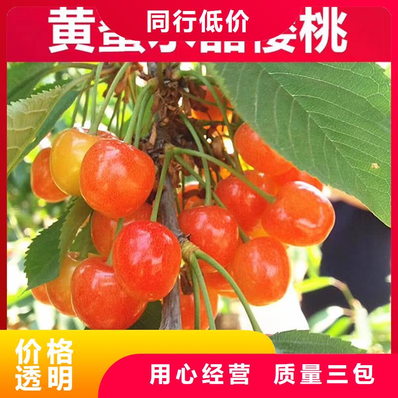 矮化大樱桃树苗种植管理技术