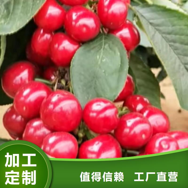 矮化车厘子树苗适合种植地区