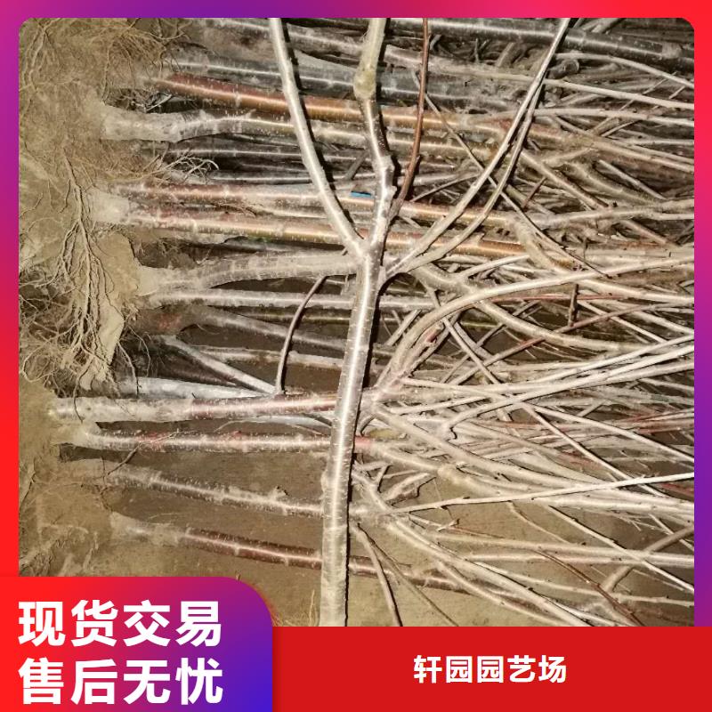 矮化吉塞拉大樱桃苗基地