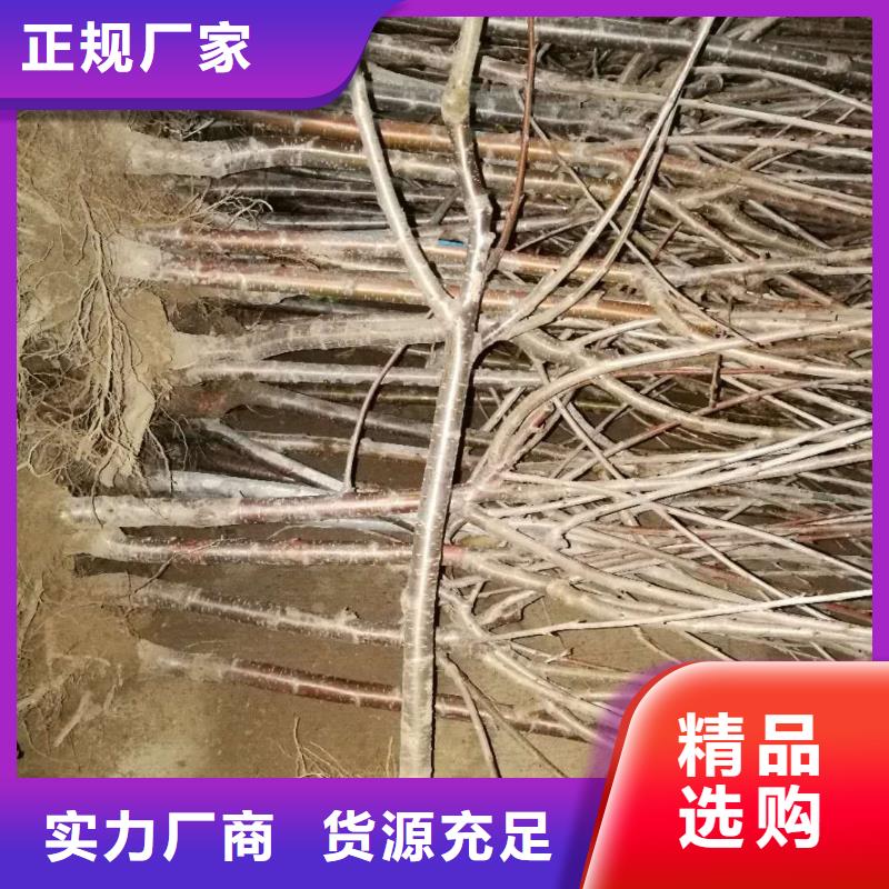 大樱桃树苗什么品种好