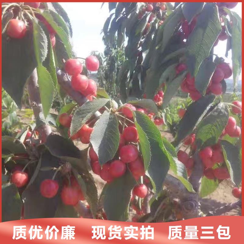 大樱桃树苗种植基地