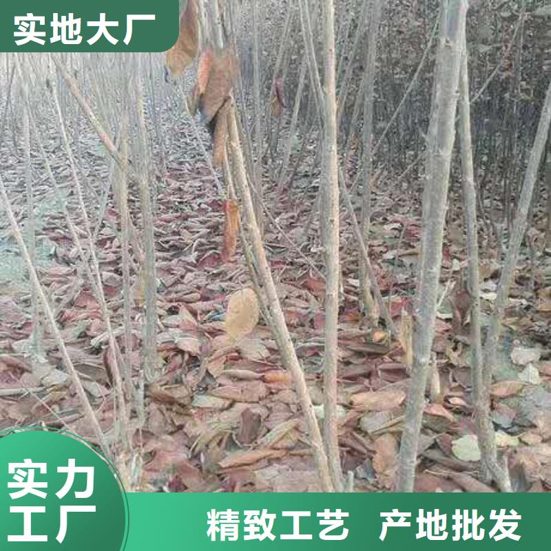 矮化车厘子树苗成活率高