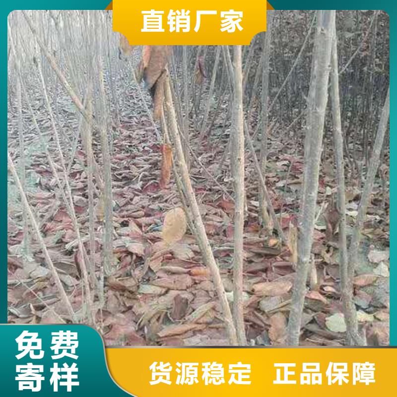 矮化车厘子树苗经济效益