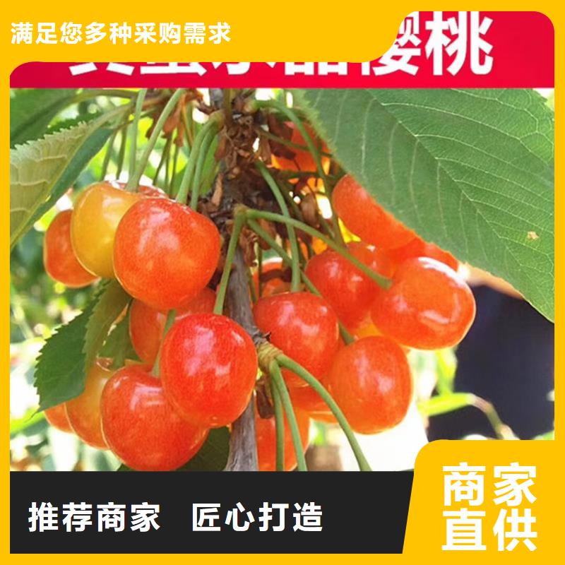 矮化吉塞拉大樱桃苗种植基地