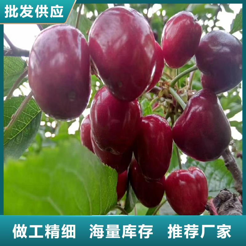 樱桃【蓝莓苗】出厂严格质检