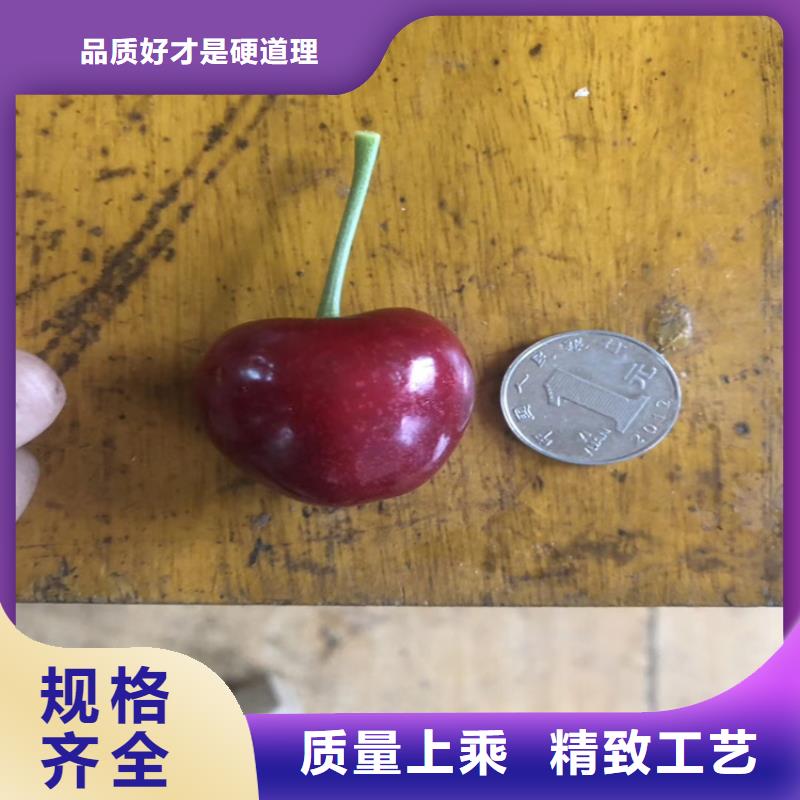 樱桃梨树苗品牌大厂家