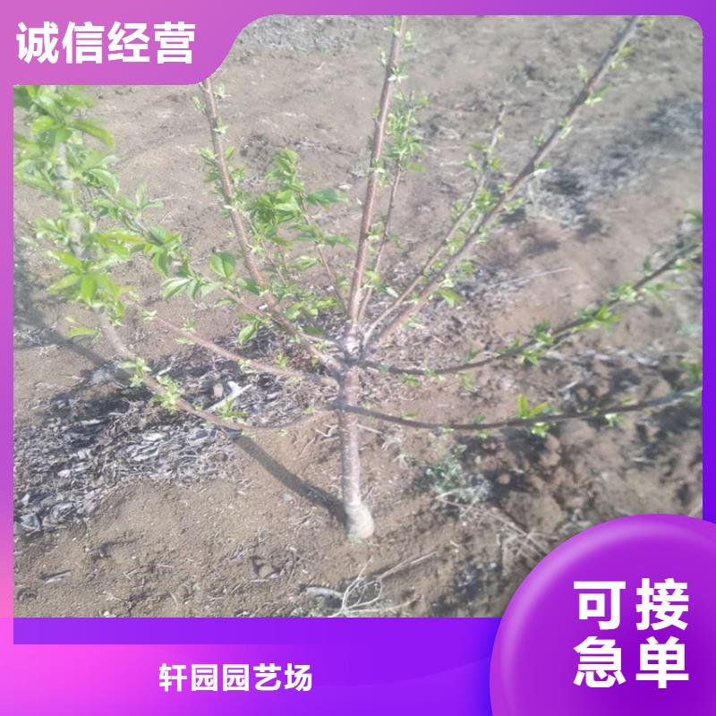 樱桃樱桃苗品质不将就