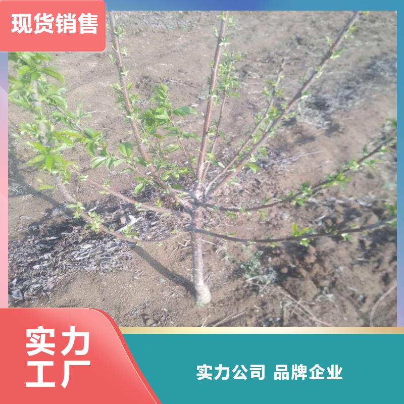 车厘子种植基地