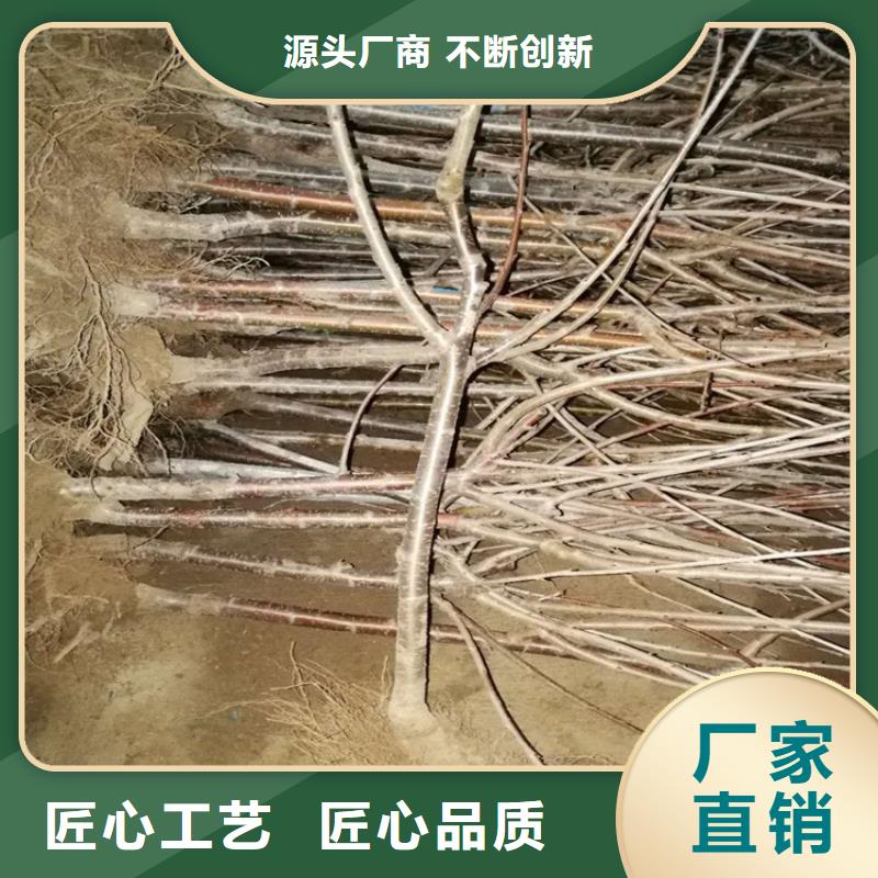 矮化车厘子树苗适合种植地区