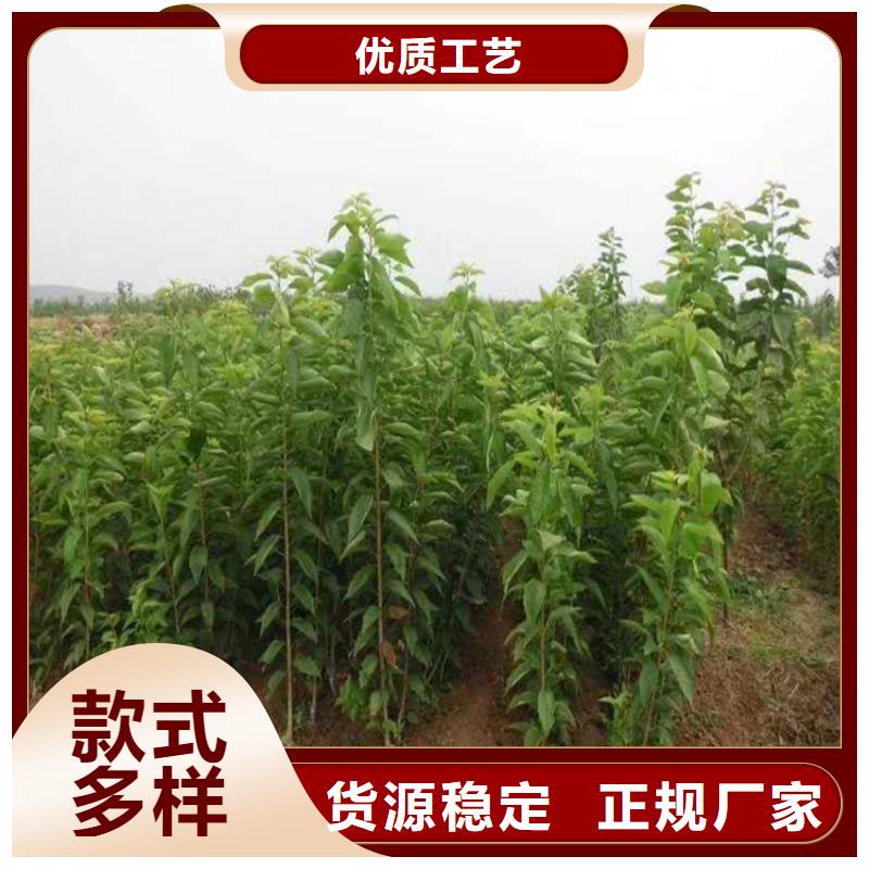 大樱桃树苗经济效益