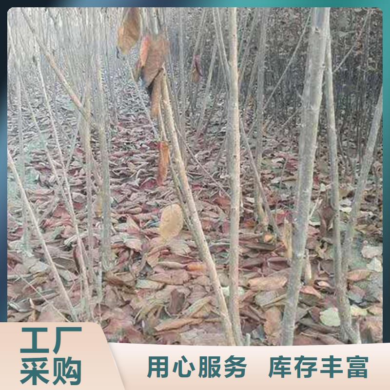 大樱桃苗成活率高