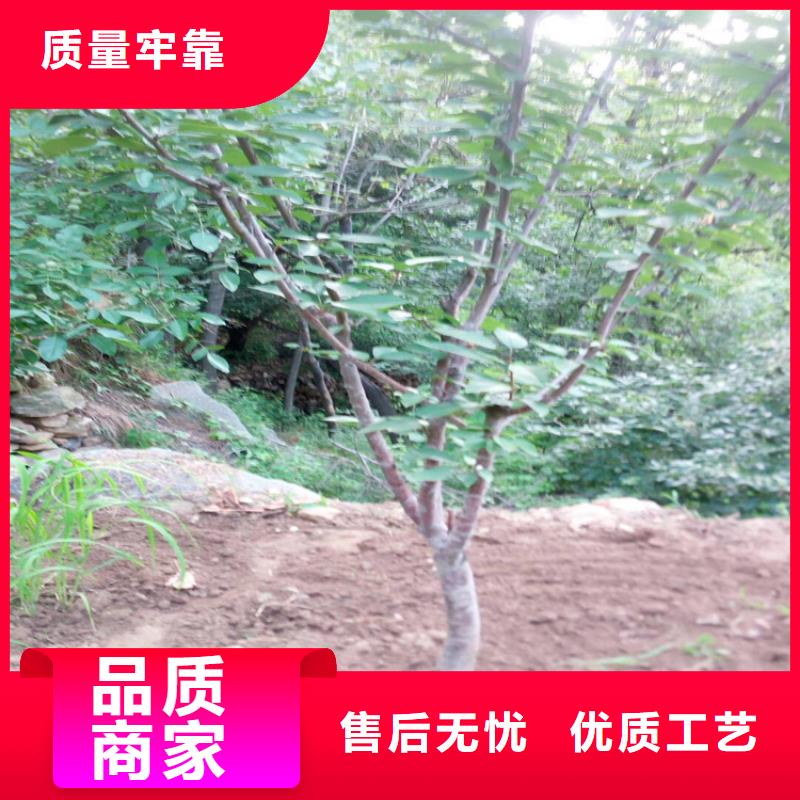 樱桃_【樱桃苗】信誉至上