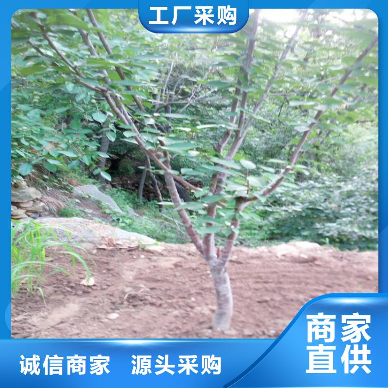 车厘子种植基地