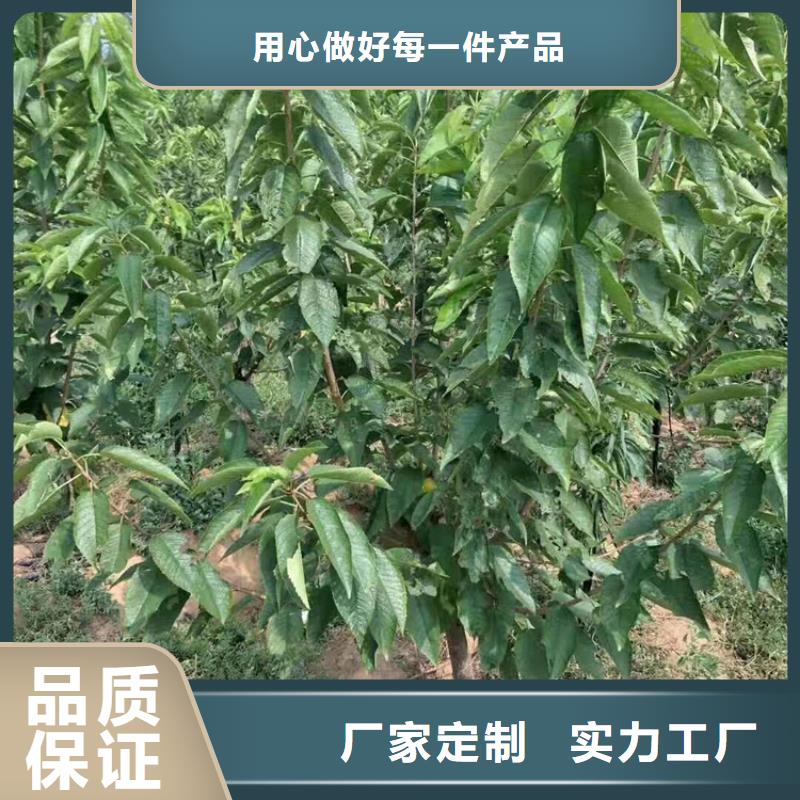 【樱桃】板栗苗价格有优势