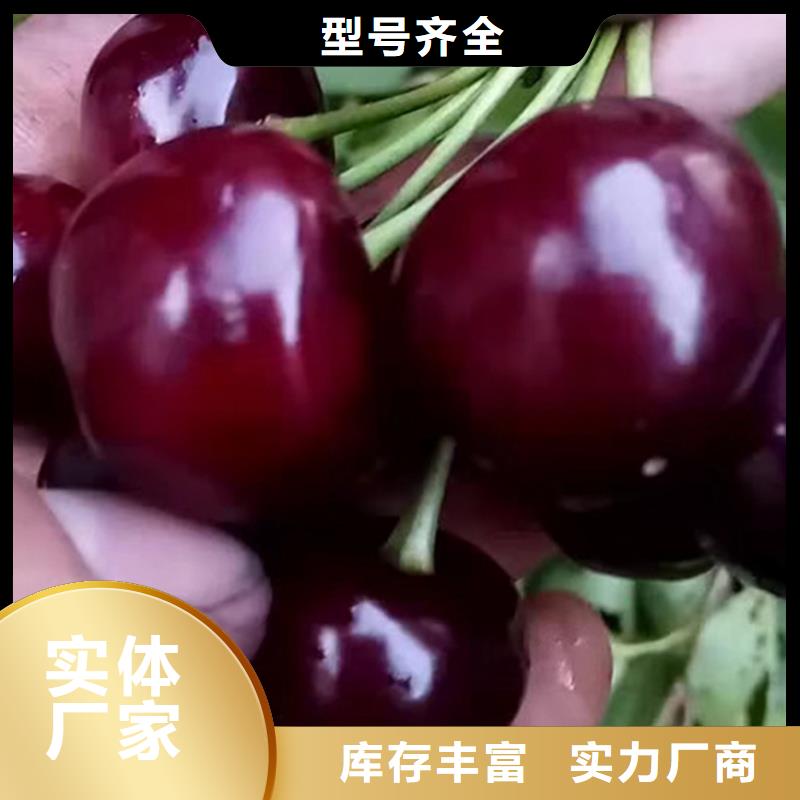 矮化车厘子树苗量大从优