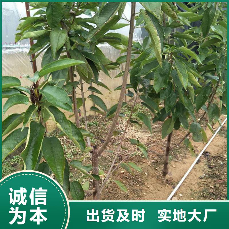 矮化车厘子树苗适合种植地区