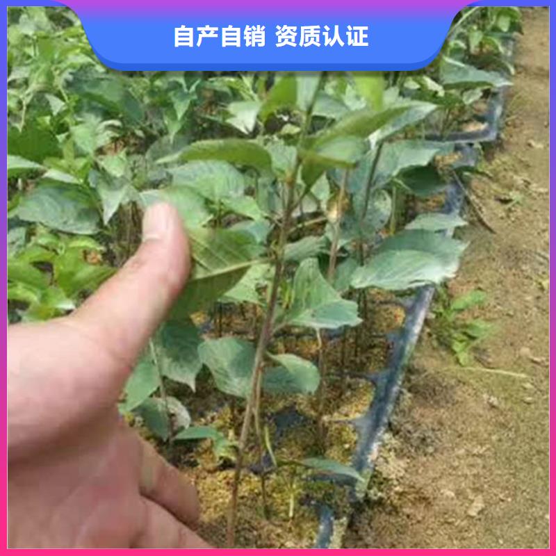 车厘子怎么卖批发零售