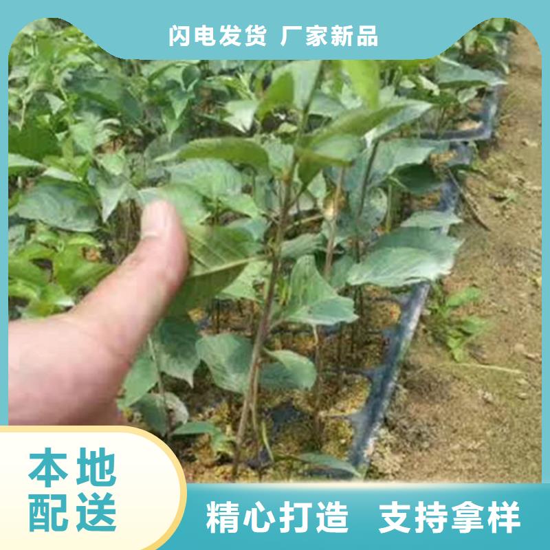 矮化吉塞拉大樱桃苗怎么卖