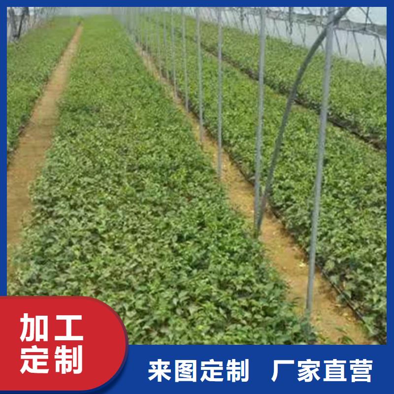 樱桃无花果苗今年新款