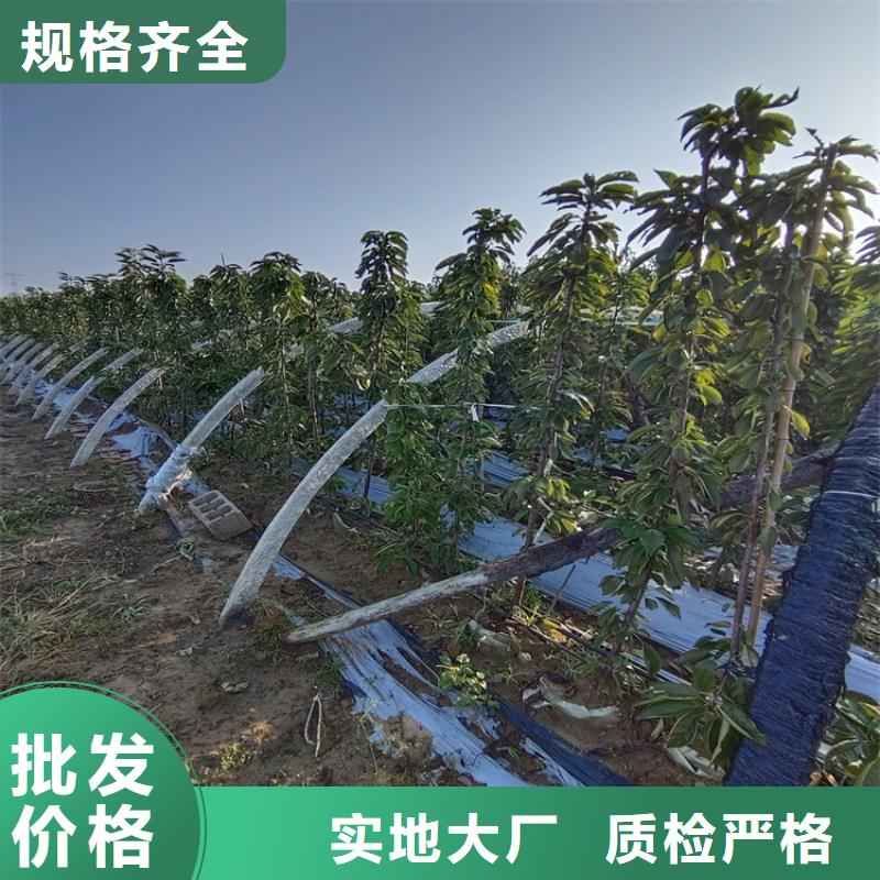 矮化大樱桃树苗种植管理技术