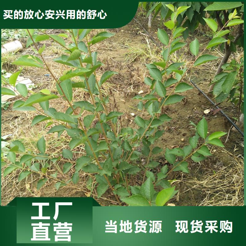 大樱桃苗适合种植地区