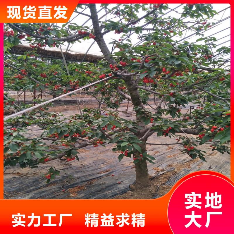 大樱桃苗适合种植地区