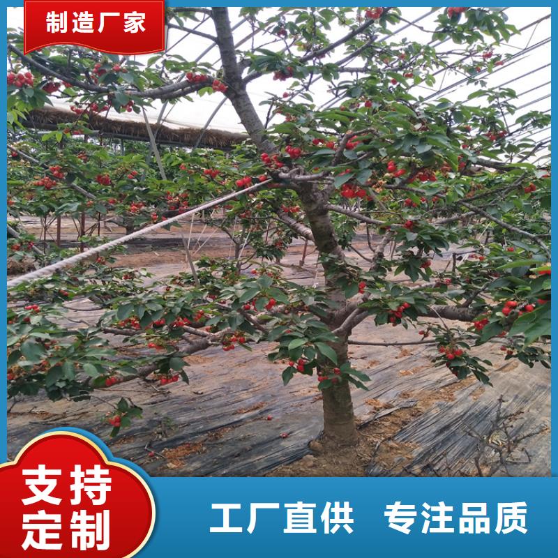 矮化车厘子树苗适合种植地区