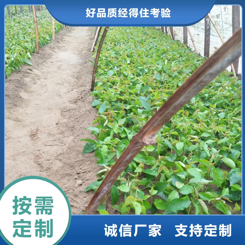 大樱桃树苗种植基地