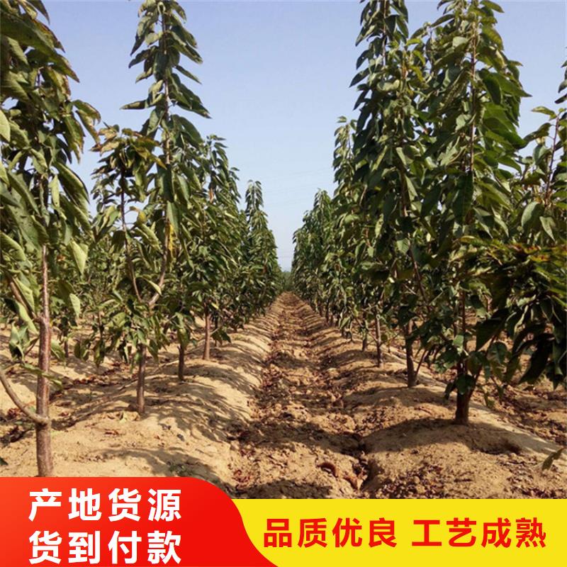 矮化车厘子树苗经济效益